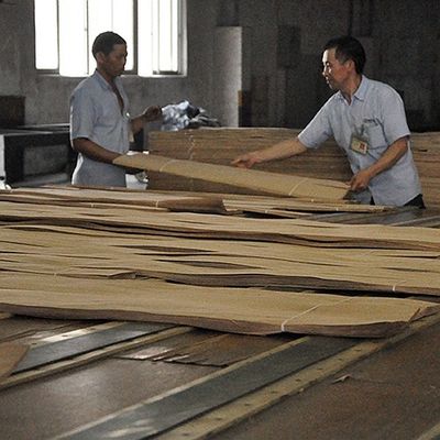 0.5mmの厚さの車の内部および楽器のための自然なTamoの灰のベニヤ