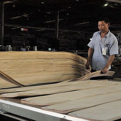 アメリカンホワイトオーク固木シート シースストレート ファンシーパネル用 染色フェニヤ 0.45mm厚さ