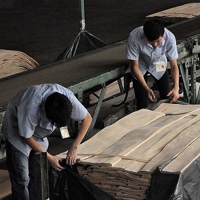 FSCの自然なアメリカトネリコの節玉のベニヤ螺線形パターン穀物ホテルの装飾の厚さ0.5-0.55mmのための等級