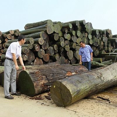 アフリカの自然な琴木ベニヤの四分の一は染まるプロセスのための良質がカスタマイズすることができるまさ目を切った