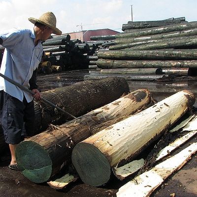 アメリカの自然なカシ木は平らな切られた王冠に切ったキャビネットの表面中国のための穀物AAAの等級の厚さ0.5-0.55mmを張り合わせる