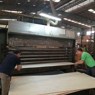 高級リコン 木材 フェニエール 天然ナッツ Wt-X873n 2850mm 長さ ドア装飾用シート 中国工場